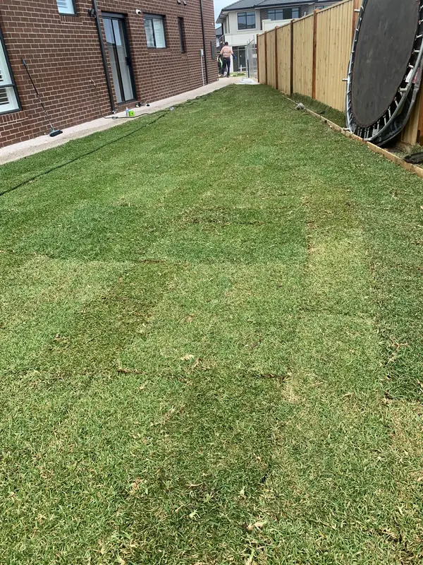Freshly laid lawn along a side yard